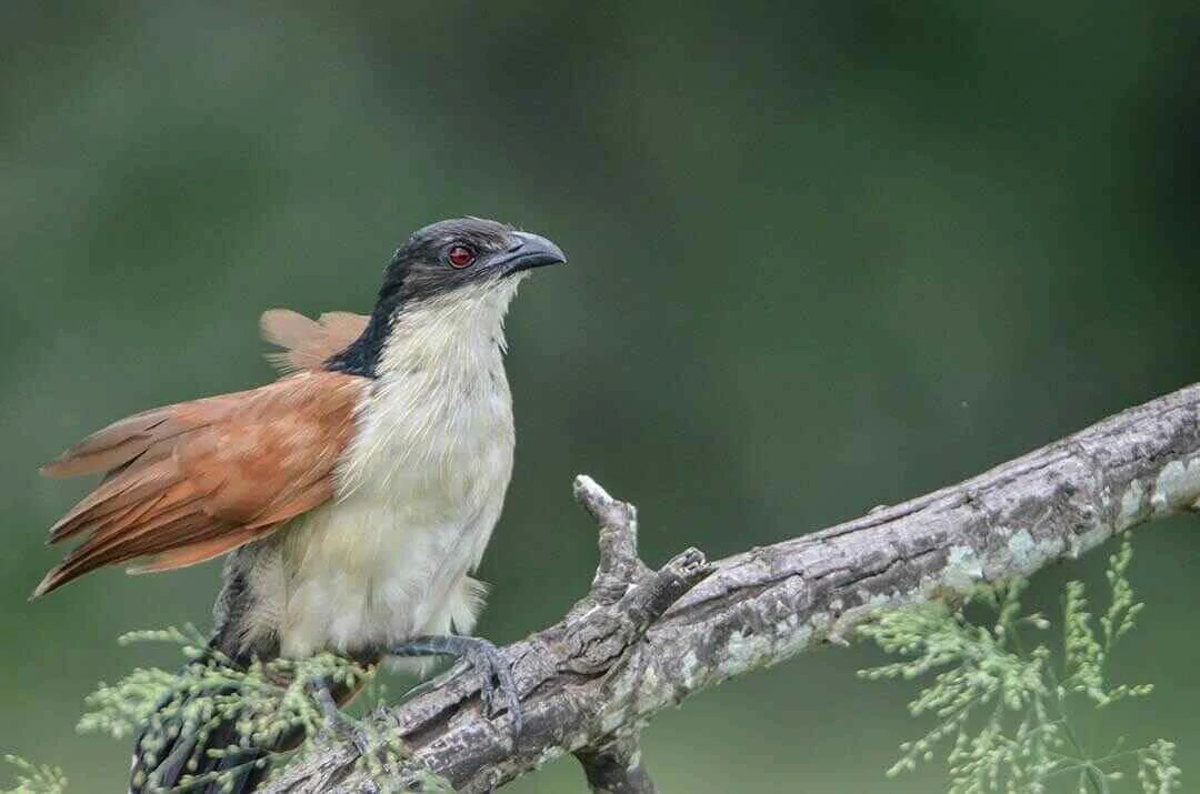 Blue-headed Coucal